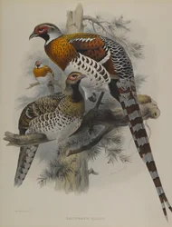 Calophasis Ellioti